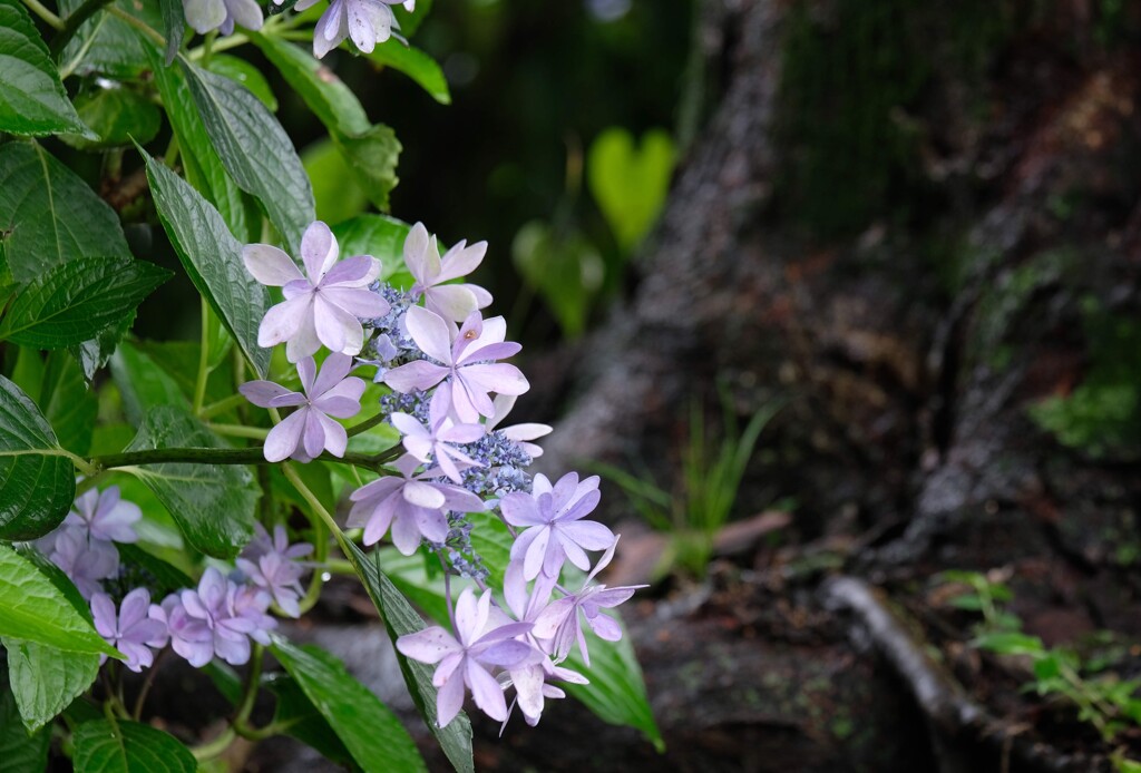 見納めの紫陽花③