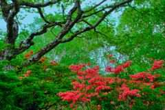 深紅の輝き