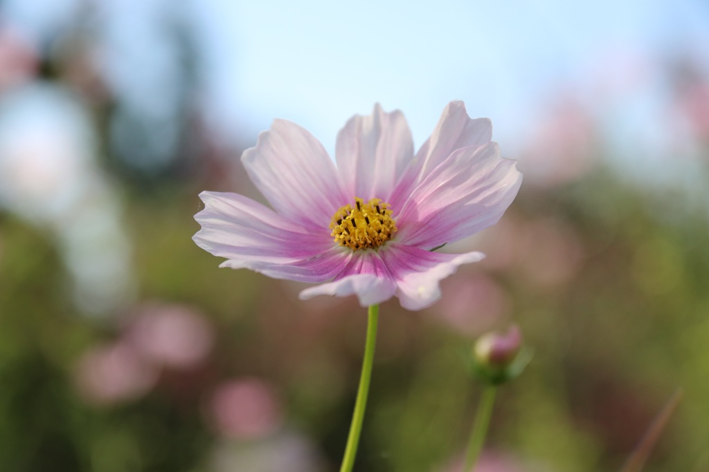 コスモス