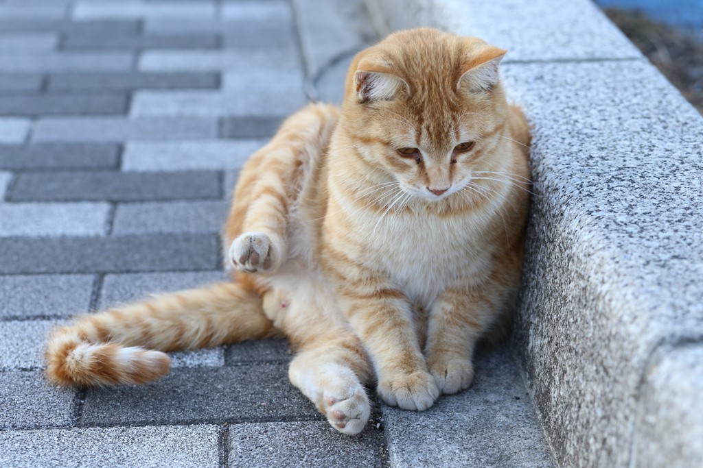 お行儀いいとは・・・