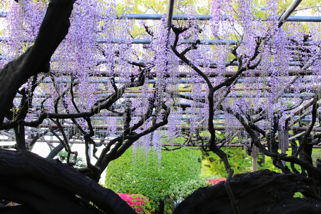須賀の園②