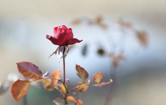 冬薔薇