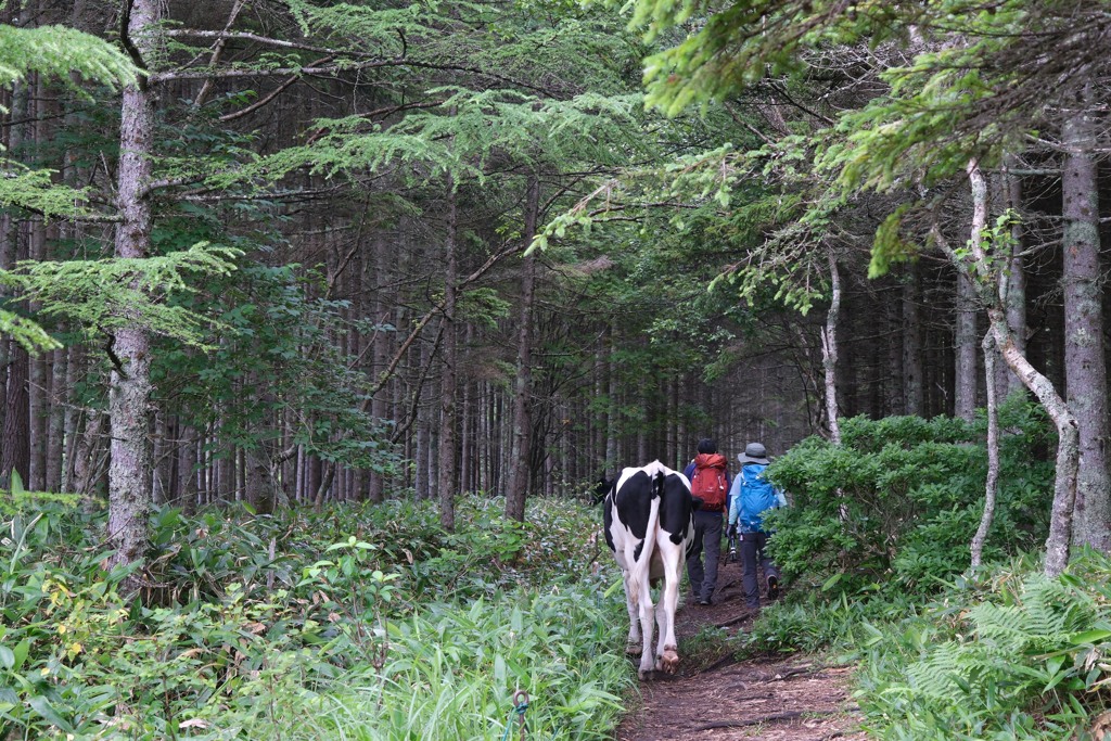 烏帽子岳登山道①