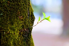 ちいさな生命①