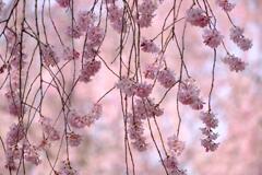 枝垂れ桜