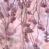 枝垂れ桜