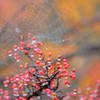 赤城山紅葉①