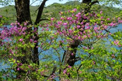 ツツジ咲く風景②