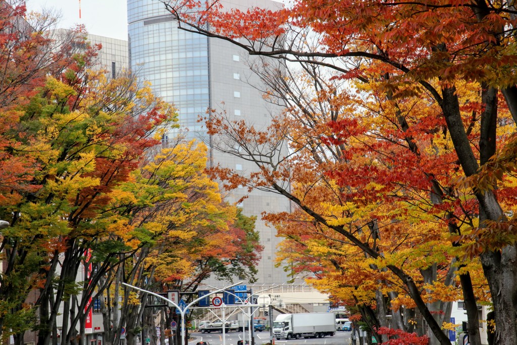 けやき並木の紅葉