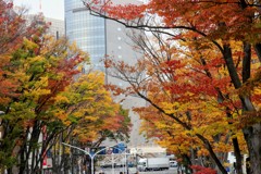 けやき並木の紅葉