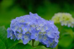 紫陽花