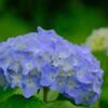 紫陽花