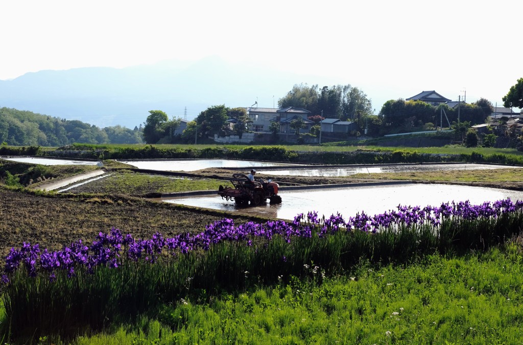 田植え前