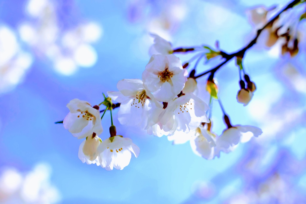 桜