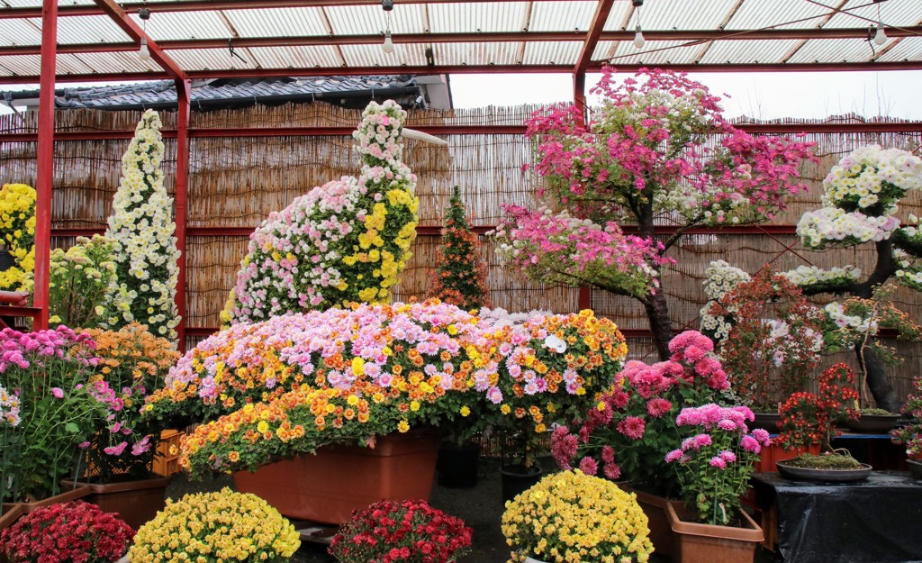 菊花大会①