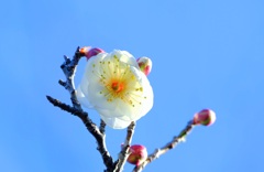 桐生南公園⑥