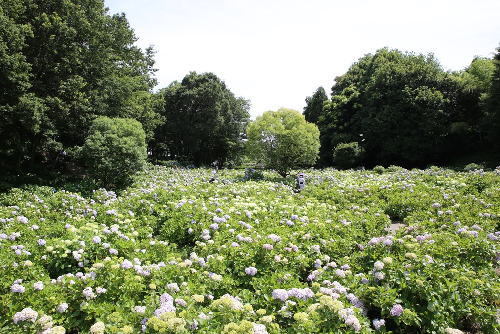 荻窪公園②