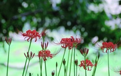 曼珠沙華①