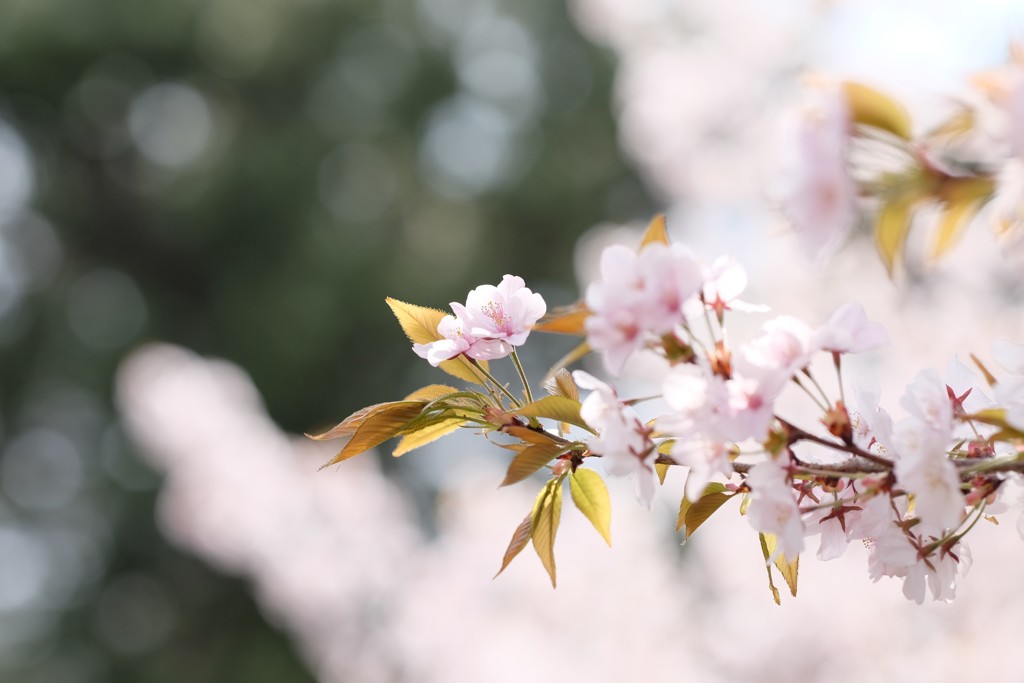 ファンタジック③