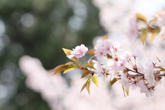 ファンタジック③