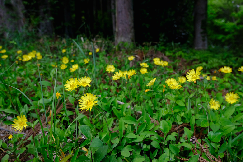 野の花