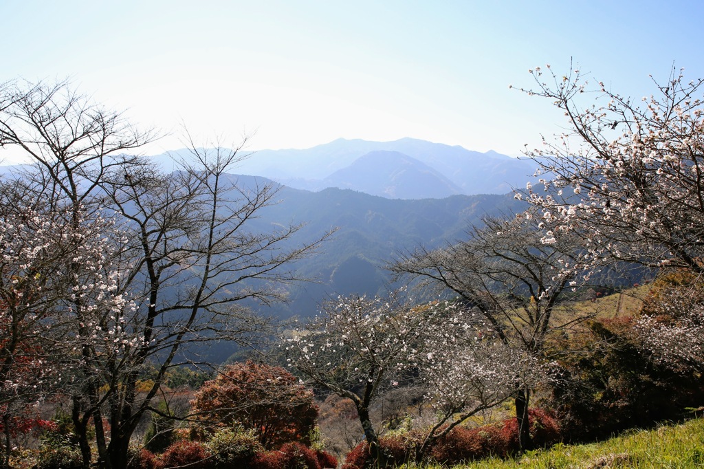 桜山公園①