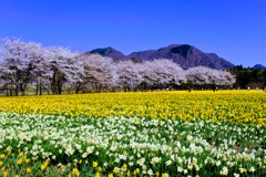 岩井親水公園②