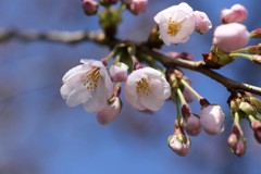 ソメイヨシノ③