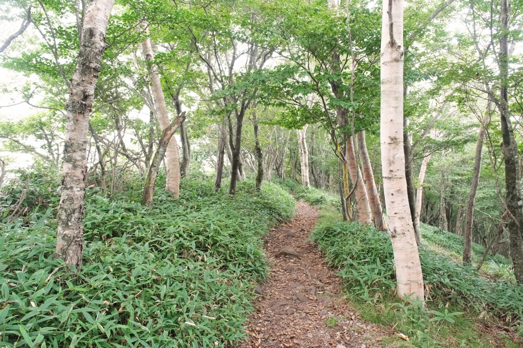 登山道