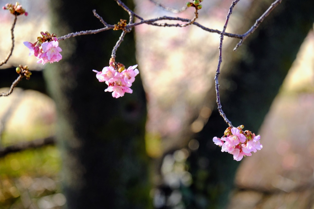 河津桜①