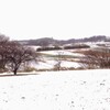 雪化粧