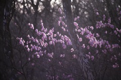 荒山高原のアカヤシオ②