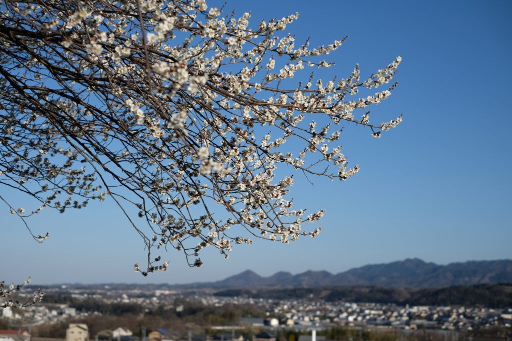 梅風景①