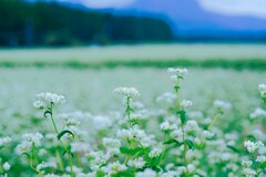高原の蕎麦畑⑤