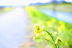 夢心地②