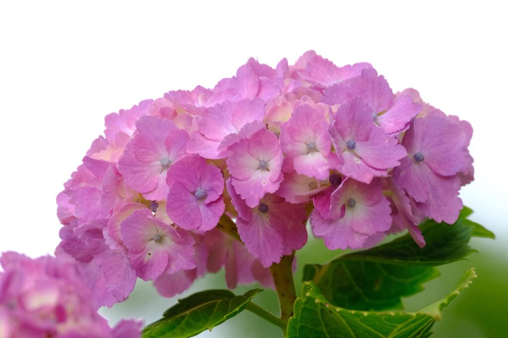 紫陽花③