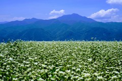 満開の蕎麦