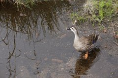 流し目