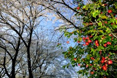 桜⑦