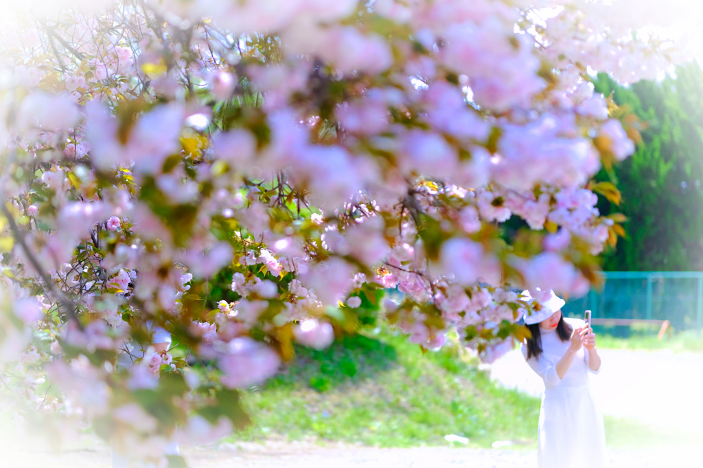 八重桜②