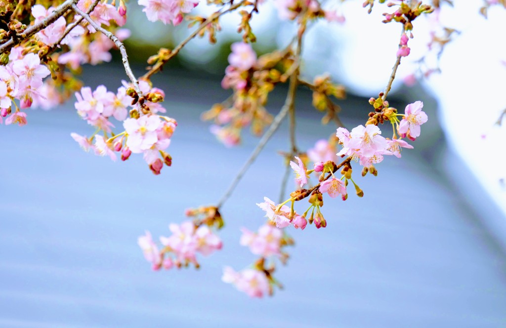 河津桜