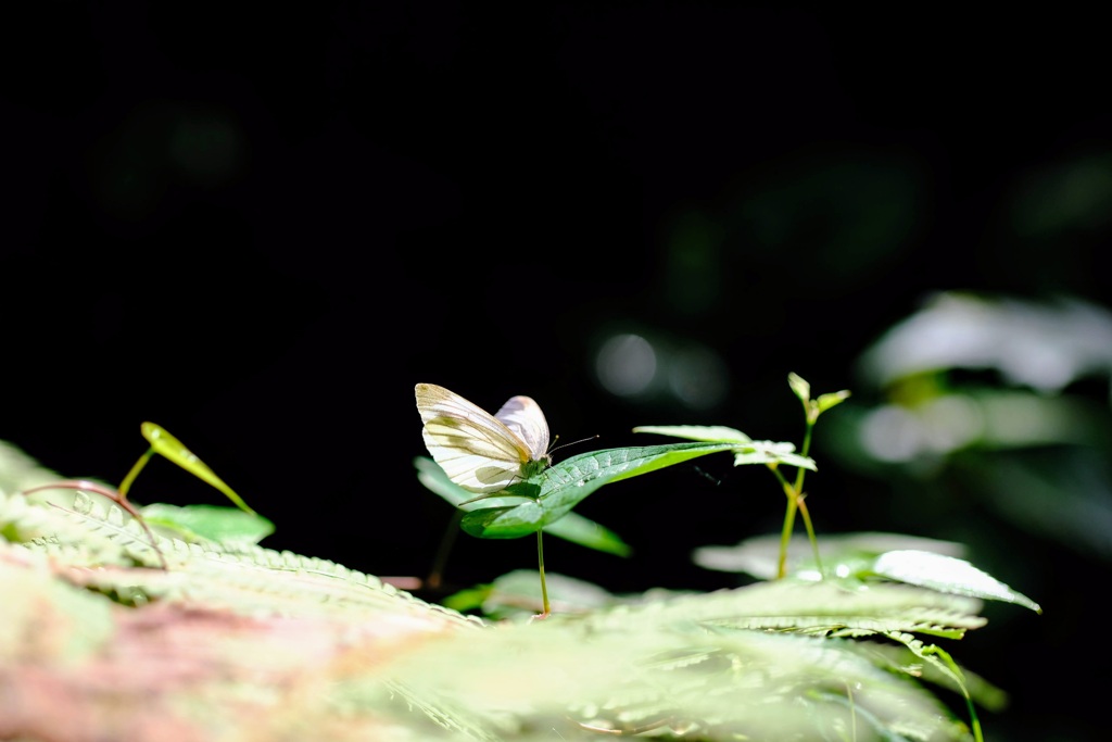 赤城自然園④