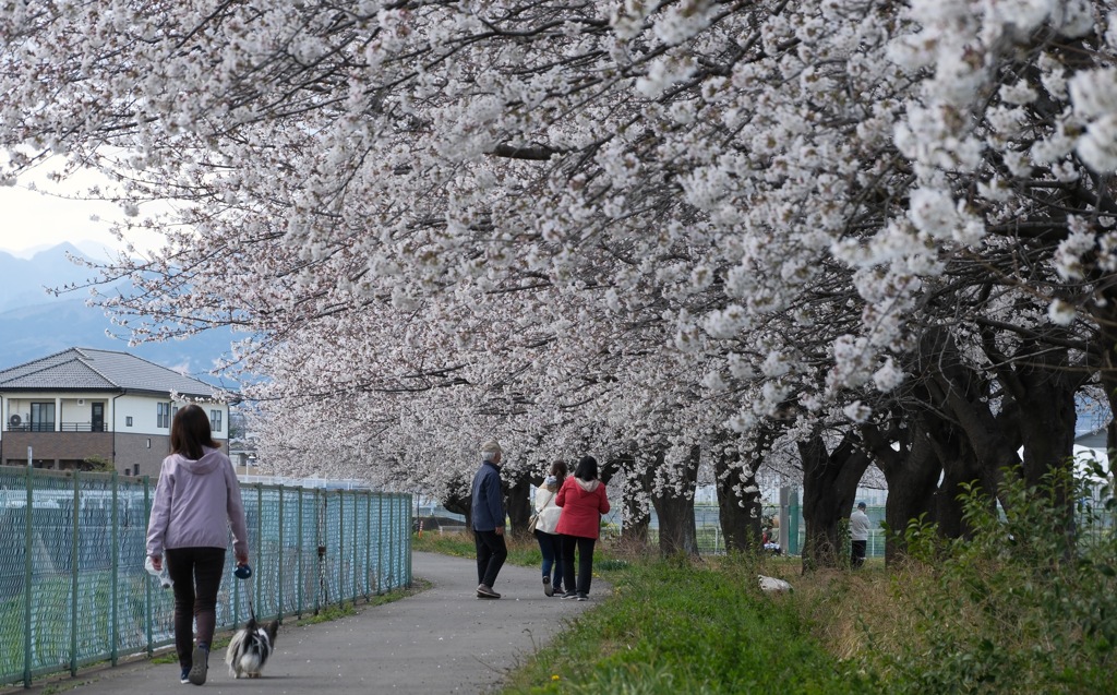 近所の桜②
