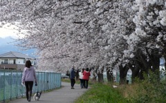 近所の桜②