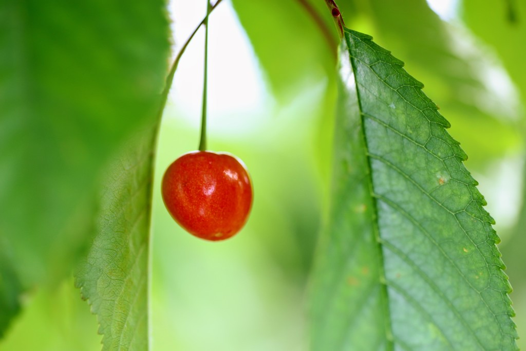 紅一点