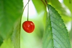 紅一点