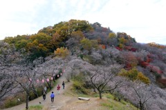 桜山公園①