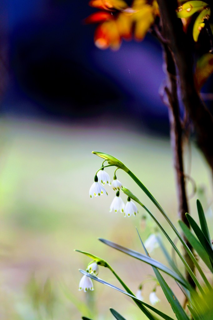 スノーフレーク