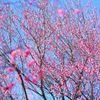 満開①