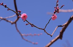 紅梅②